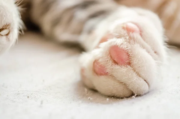 一只白猫的特写 白猫爪子的宏观照片 宠物狗的概念 一种治疗家猫的方法 — 图库照片