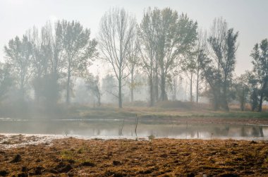 Bataklığın panoramik manzarası sonbahar sisi ile kaplıydı. Bataklık sisli manzarası.
