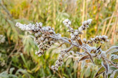 Sabahın erken saatlerinde kuru çayır bitkilerinde buz..