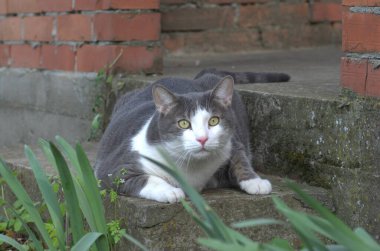 Evcil bir gri beyaz kedinin portresi, sabah ışığıyla aydınlatılan beton merdivenlerde..