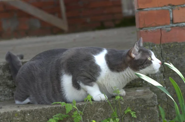 Porträt Einer Grau Weißen Katze Auf Den Betonstufen Die Vom — Stockfoto