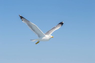 Mavi gökyüzünde, Ege Denizi 'nin su yüzeyinde yalıtılmış bir uçan martı..