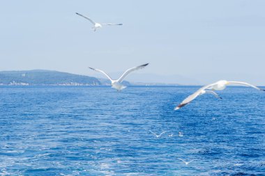 Beyaz martılar Ege Denizi 'nin suları üzerinde mavi güneşli gökyüzünde uçarlar. Doğadaki vahşi hayvan.