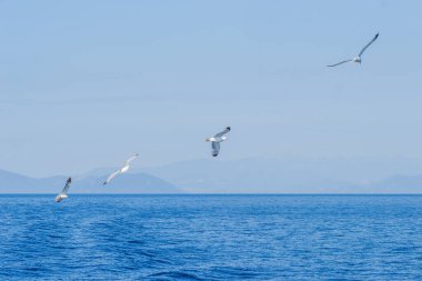 Beyaz martılar Ege Denizi 'nin suları üzerinde mavi güneşli gökyüzünde uçarlar. Doğadaki vahşi hayvan.