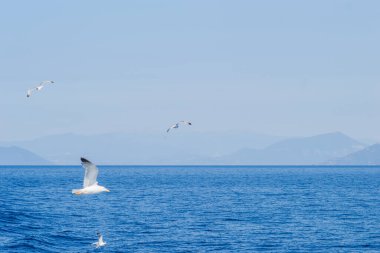 Beyaz martılar Ege Denizi 'nin suları üzerinde mavi güneşli gökyüzünde uçarlar. Doğadaki vahşi hayvan.