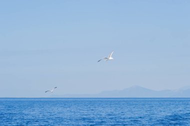 Beyaz martılar Ege Denizi 'nin suları üzerinde mavi güneşli gökyüzünde uçarlar. Doğadaki vahşi hayvan.