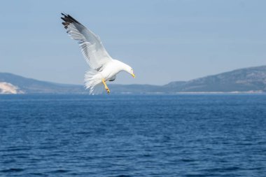 Beyaz martı mavi güneşli gökyüzünde Ege Denizi 'nin suları üzerinde uçuyor. Doğadaki vahşi yaşam hayvanı..