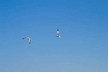 Beyaz martılar Ege Denizi 'nin suları üzerinde mavi güneşli gökyüzünde uçarlar. Doğadaki vahşi hayvan.