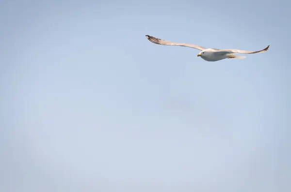 White Seagulls Fly Blue Sunny Sky Waters Aegean Sea Wildlife — Stock Photo, Image