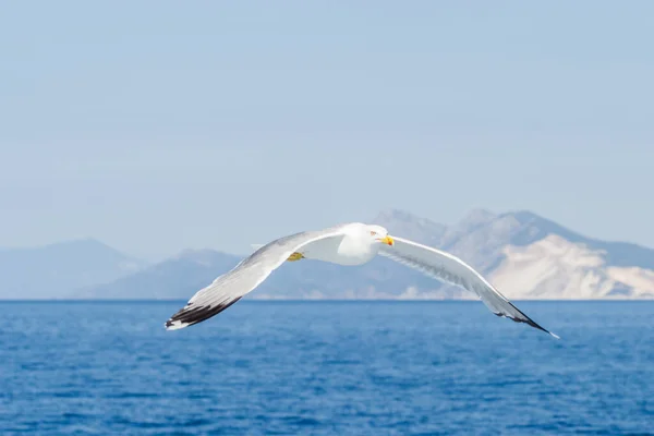 Biała Mewa Latająca Błękitnym Słonecznym Niebie Nad Wodami Morza Egejskiego — Zdjęcie stockowe