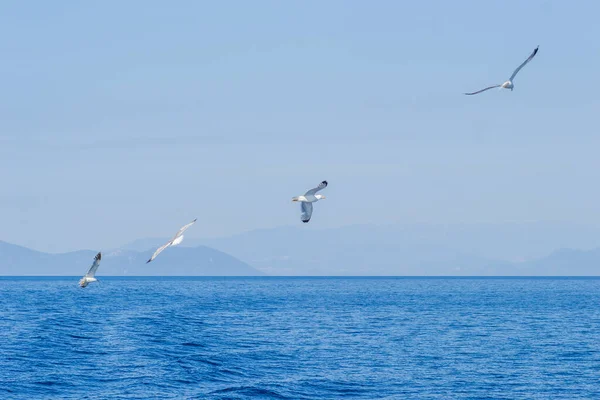 Białe Mewy Latają Błękitnym Słonecznym Niebie Nad Wodami Morza Egejskiego — Zdjęcie stockowe