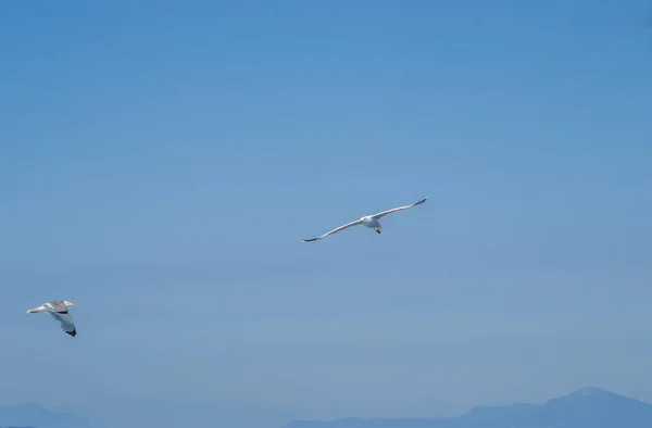 Vita Måsar Flyger Den Blå Soliga Himlen Över Vattnen Egeiska — Stockfoto