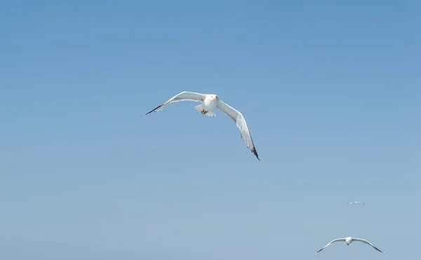 Białe Mewy Latają Błękitnym Słonecznym Niebie Nad Wodami Morza Egejskiego — Zdjęcie stockowe