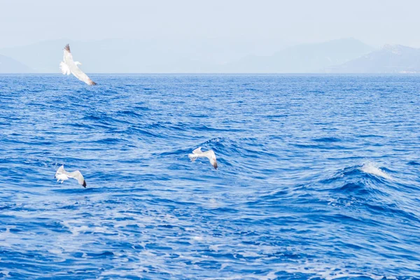 White Seagulls Fly Blue Sunny Sky Waters Aegean Sea Wildlife — Stock Photo, Image