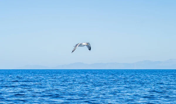 Biała Mewa Latająca Błękitnym Słonecznym Niebie Nad Wodami Morza Egejskiego — Zdjęcie stockowe