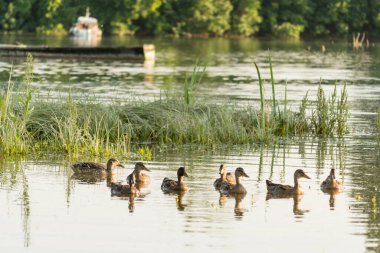 Küçük bir vahşi ördek sürüsü, doğal koruma alanının gölet suyunda rahatça yüzer..