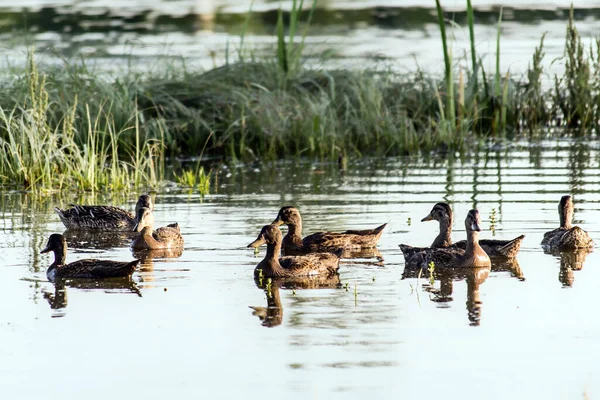 Small Flock Wild Ducks Swims Relaxed Pond Water Nature Reserve — Fotografia de Stock