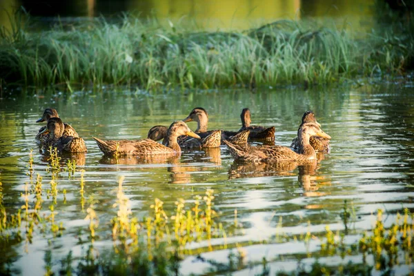 Una Pequeña Bandada Patos Salvajes Nada Relajados Agua Del Estanque —  Fotos de Stock