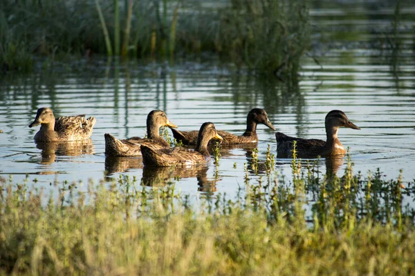 Small Flock Wild Ducks Swims Relaxed Pond Water Nature Reserve — Foto de Stock