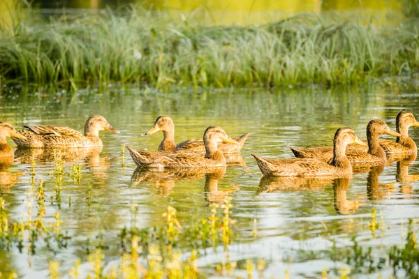 Small Flock Wild Ducks Swims Relaxed Pond Water Nature Reserve — Fotografia de Stock