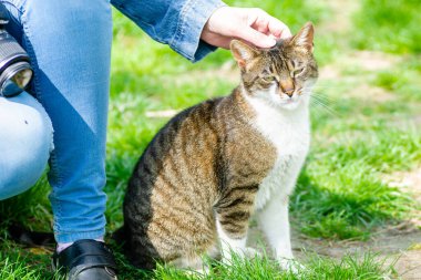 Güzel kahverengi beyaz bir kedi merakla oturur ve işlenmemiş çimlere bakar..