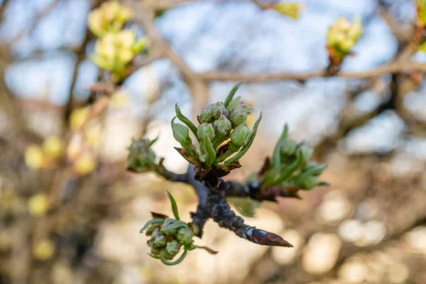 Buds Pear Tree Young Green Leaves Blooming Tree Unblown Bud — Fotografia de Stock