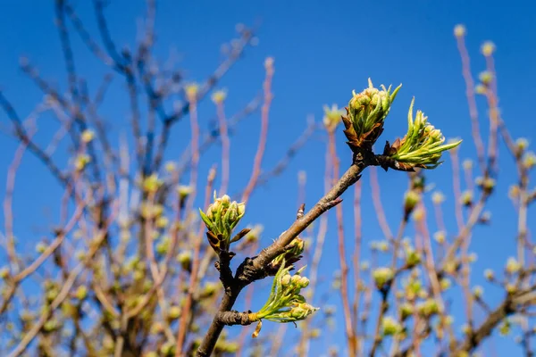 梨树的芽 树上开着嫩绿的叶子 春天果树未爆芽 — 图库照片