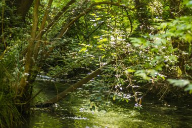 Yunanistan 'ın Tembi vadisindeki Pinios Nehri manzarası.