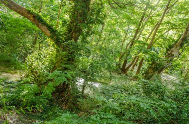Yunanistan 'ın Tembi vadisindeki Pinios Nehri manzarası.