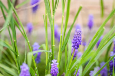 Muscari armeniacum üzüm sümbül bir yığın bir bahçede büyüyen