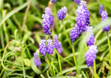 Muscari armeniacum üzüm sümbül bir yığın bir bahçede büyüyen