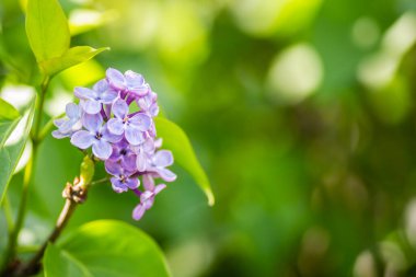 kokulu çiçekleri leylak (syringa vulgaris). sığ derinlik-in tarla, seçici odak
