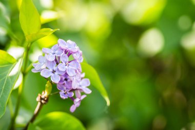kokulu çiçekleri leylak (syringa vulgaris). sığ derinlik-in tarla, seçici odak