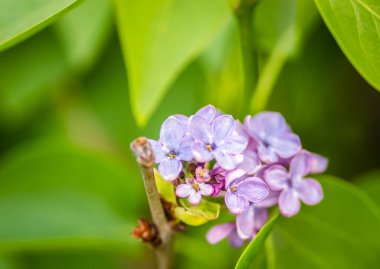 kokulu çiçekleri leylak (syringa vulgaris). sığ derinlik-in tarla, seçici odak