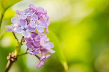 kokulu çiçekleri leylak (syringa vulgaris). sığ derinlik-in tarla, seçici odak