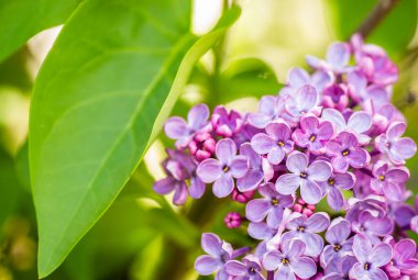 kokulu çiçekleri leylak (syringa vulgaris). sığ derinlik-in tarla, seçici odak