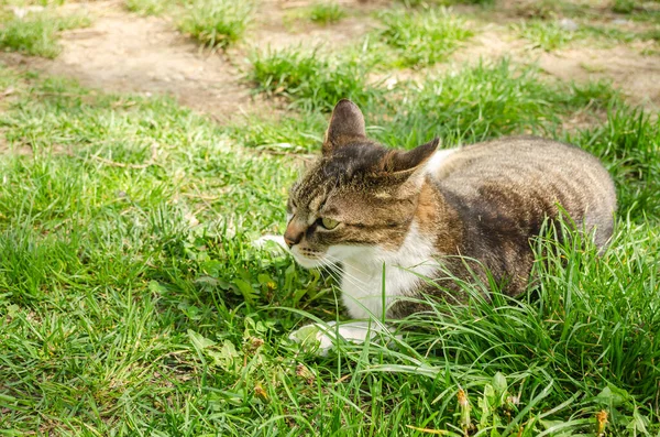 Güzel Küçük Kahverengi Beyaz Bir Kedi Kesilmemiş Çimlerin Üzerinde Uzanıyor — Stok fotoğraf