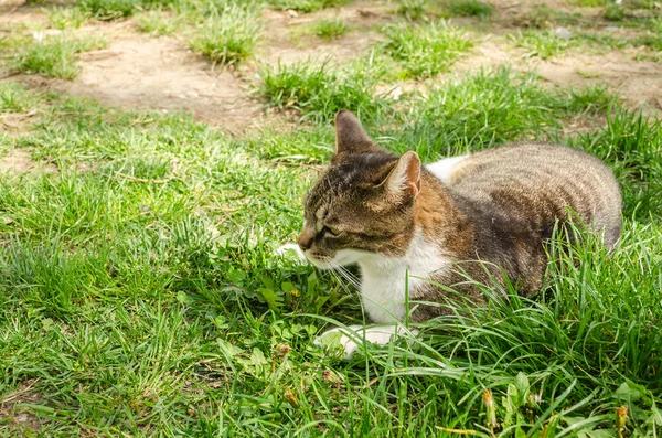 Eine Schöne Kleine Braun Weiße Katze Liegt Entspannt Ungemähten Gras — Stockfoto