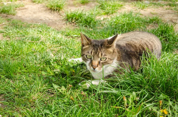 Beautiful Little Brown White Cat Lies Relaxed Uncut Grass — стоковое фото