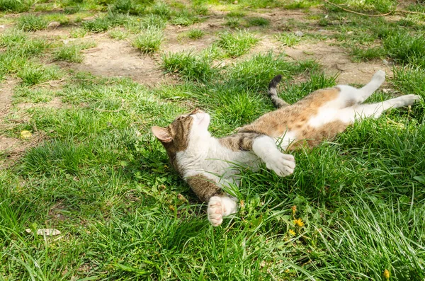 Beautiful Little Brown White Cat Lies Relaxed Uncut Grass — стоковое фото