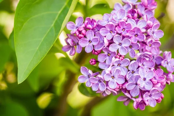 kokulu çiçekleri leylak (syringa vulgaris). sığ derinlik-in tarla, seçici odak