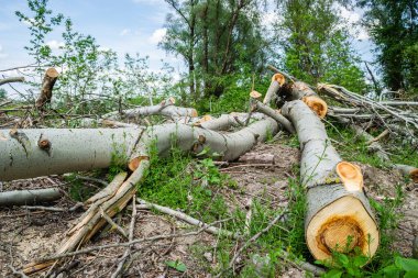 Temiz ormanın manzarası. Kesik kavak gövdelerinin yakın görüntüsü, planlanan orman temizliği..