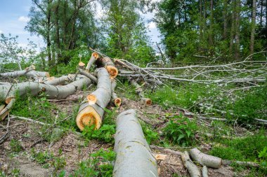 Temiz ormanın manzarası. Kesik kavak gövdelerinin yakın görüntüsü, planlanan orman temizliği..