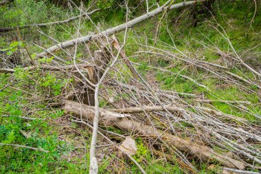 Temiz ormanın manzarası. Kesik kavak gövdelerinin yakın görüntüsü, planlanan orman temizliği..