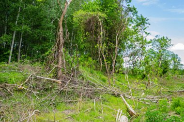 Temiz ormanın manzarası. Kesik kavak gövdelerinin yakın görüntüsü, planlanan orman temizliği..