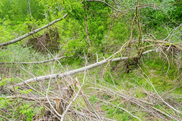 Temiz ormanın manzarası. Kesik kavak gövdelerinin yakın görüntüsü, planlanan orman temizliği..