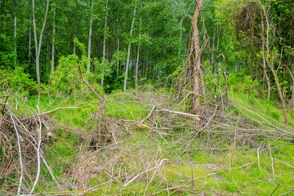 View Cleared Forest Close View Cut Poplar Trunks Planned Clearing — Photo