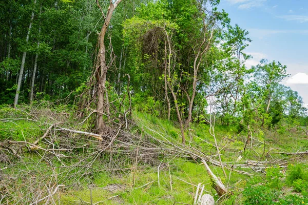 Temiz ormanın manzarası. Kesik kavak gövdelerinin yakın görüntüsü, planlanan orman temizliği..