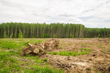 Temiz ormanın manzarası. Eskiden kavak ağaçlarının olduğu çıplak dünya manzarası. Planlanmış orman tahribatı.
