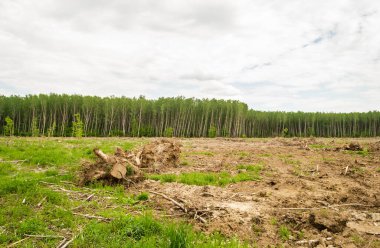 Temiz ormanın manzarası. Eskiden kavak ağaçlarının olduğu çıplak dünya manzarası. Planlanmış orman tahribatı.